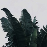 树木森