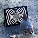 水豚