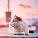 爱吃糖的红宝石