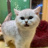 葱葱那年