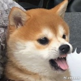 突然喜欢喝牛奶