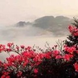 焦淑英