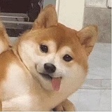 宠物店老板娘