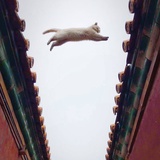 喵喵的睫毛弯弯