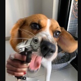小黑
