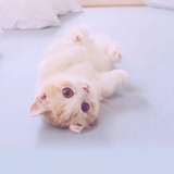 爱吃鱼的小猫咪