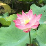 风生水起