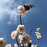 朱茱