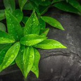 莫小茜