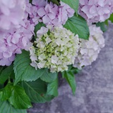 晓晚
