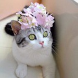 🌸小小🌷