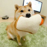 叽里呱啦啦啦啦