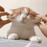 邵