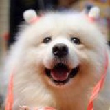 Joyce小小丹