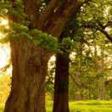 大树