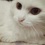 翻车鲀翻车了