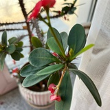 维维