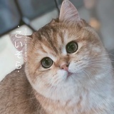 牙牙