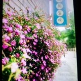 夏日琰琰