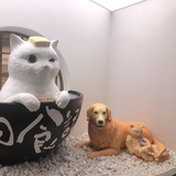 一株棉花糖