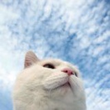 一片净土