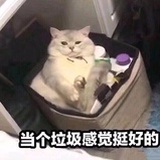 单身菜狗