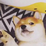 霸道无敌小丫头
