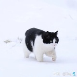yi