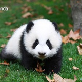 小白