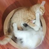 Tuo鹿
