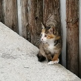 绵绵