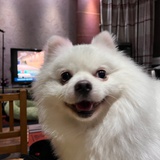 无声、仿有声