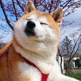 豆腐脑