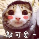 🌵喵仙森 🐈