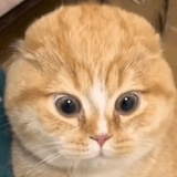 烤猪肉