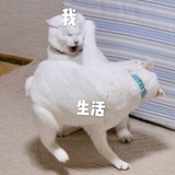 小红花