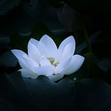 三年又三年