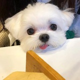 超能小狗