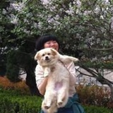 毛毛爱汪