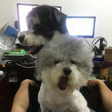 机器娃娃