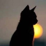 慢了半拍的猫