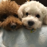 樱桃小丸子hhh
