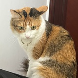 绿卡啦啦