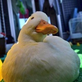 YellowSendRain