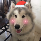 雪儀儀儀