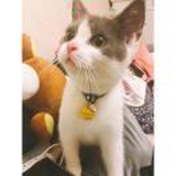 麦雅子