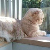 猪头毛