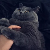 了不起的卡洛儿