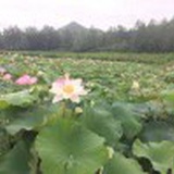 梅雁放飞