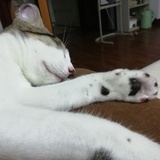 怕水的猫猫
